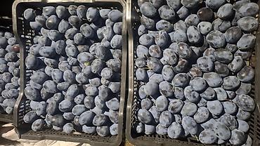 жареное мороженое: Продам Сливу-Чернослив — 1