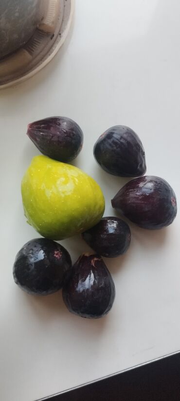 Фрукты и ягоды: 📍Продаю инжир 1 год 7 месяцев плодоносящий, через 2-3 месяца можно — 8