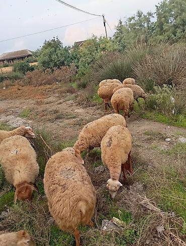 kecı: Boğaz qoyunlar satılır. Əlavə məlumat üçün zəng et 3 boğaz — 1
