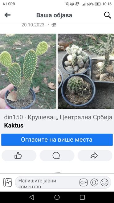 Kaktus: Kaktus — 4