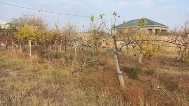 Torpaq sahələrinin satışı: 6 sot, Maklerlər narahat etməsin, Kupça (Çıxarış) — 4