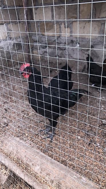 Сельхозптицы: Australorp sortu — 2