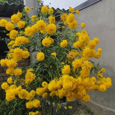 шаровидные хризантемы: Декор для дома и сада, Самовывоз, Платная доставка