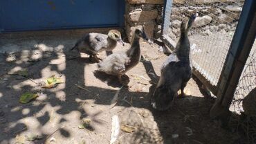 Inəklər, öküzlər: Erkək, | Macar, Yumurtalıq