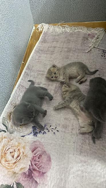heyvanlar quslar: Atasi Ve anasi Temiz sotlanddi Saglamdilar Ciddi sexsler narahat etsin — 7