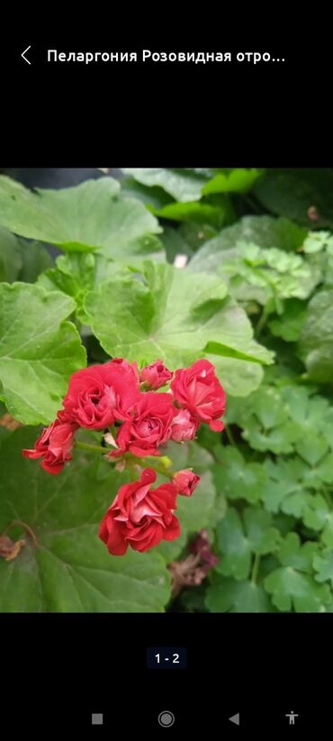 цветок роза: Продаю Пеларгонии (Герань) Взрослые . Каждая по 350сом. С красными
