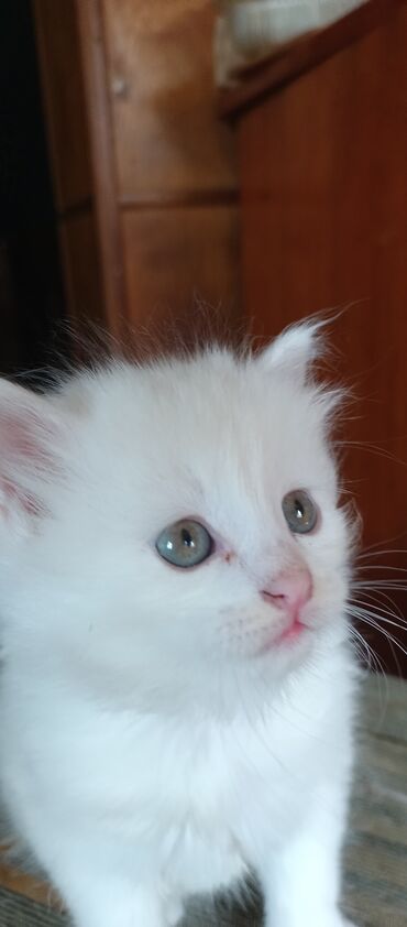 Коты: Кошечка белая,пушистая.1.5 месяцев