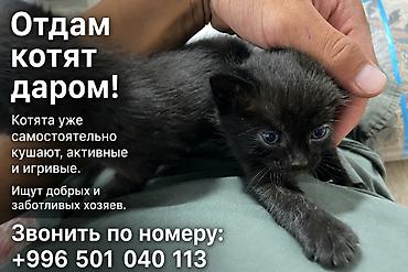 коты бесплатные: Отдаются котята даром. - Котята уже самостоятельно кушают. - Активные — 1