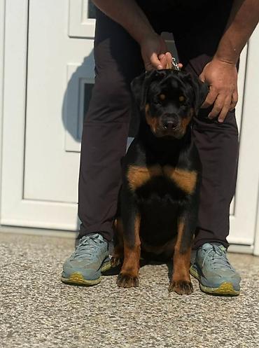 Pets & Animals: Dve vrhunske ženke R O T V A J L E R A Otac: Xeno von der Crossener — 5