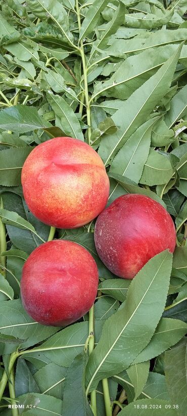 Фрукты и ягоды: Фрукты и ягоды — 6