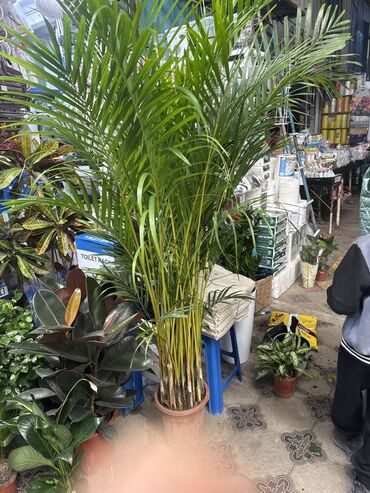гирлянда из лампочек: Пальма арека (Dypsis lutescens, «золотая пальма», «Areca palm») в