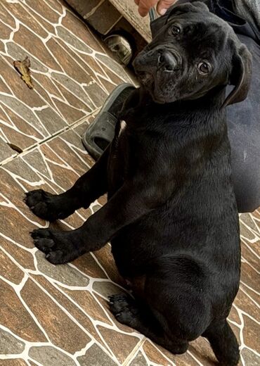 İtlər: Kane-Korso — 4