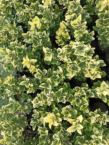guller haqqinda melumat: Dekorativ müxtəlifyarpaqlı çit kolları – Euonymus fortunei “Emerald’n — 3