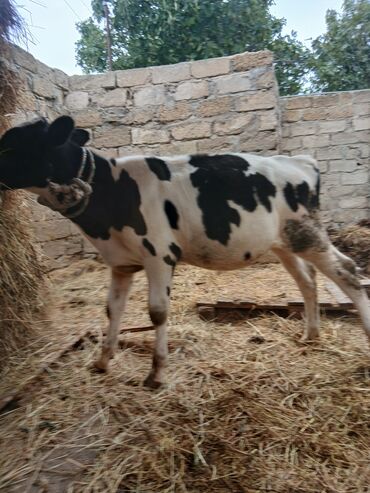 Inəklər, öküzlər: Danalar satılır damazlıq ve etlik unvan Bine qesebezi — 9