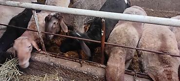 Баран, овца: Продаю | Баран (самец) | Для разведения — 3