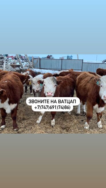 кормушки для коров: Продаю | | Герефорд, Голштин, Абердин-ангус | Племенные