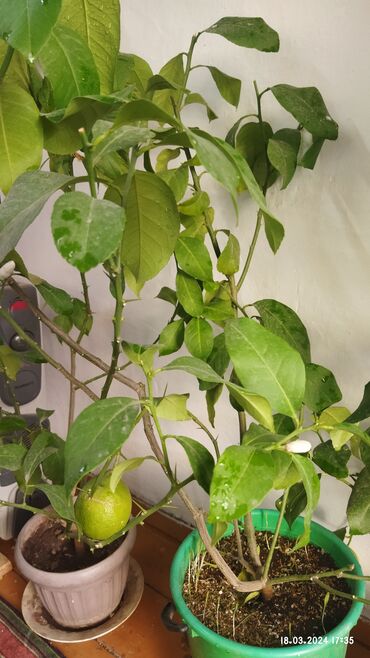 Комнатные растения: Продам саженцы лимона 🍋🍋🍋с плодамицветут