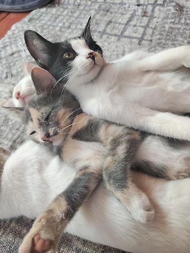 Продажа кошек: Котята — ласковые домашние компаньоны - Описание: игривые котята с — 2