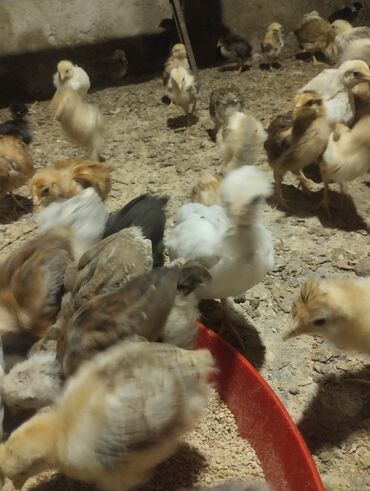 купить собаку в: Toyuq cücələri, Damazlıq, Ünvandan götürmə