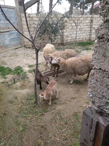 Qoyunlar, qoçlar: Dişi, il: 4, Damazlıq, Ünvandan götürmə