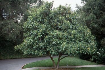 Tinglər: Yapon əzgili Yapon ezgili demək olar hər ölçüdə var. 5 sm 15 sm 30 sm — 10