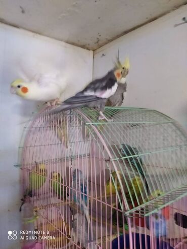 Tutuquşları: Diqqet quslarin altinin ve yerinin temizliyine fikir verin — 22