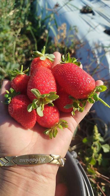 Помидоры: Помидоры Сливки — 14