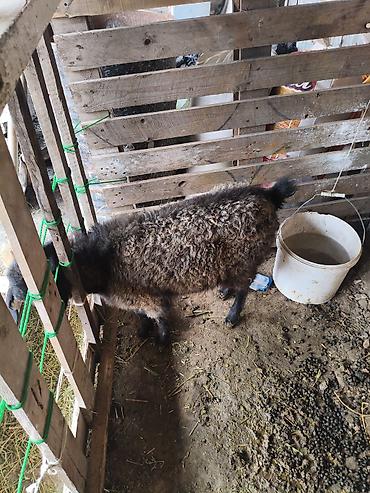 Баран, овца: Продаю | Овца (самка) | На забой — 3