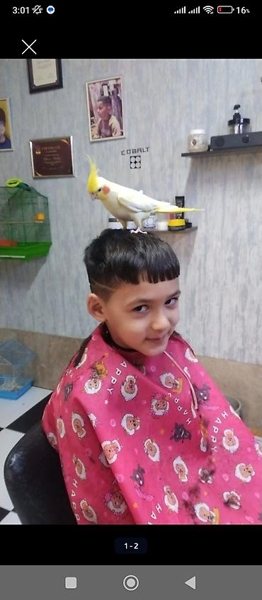 lutino: Nymph paraket (kokatiel) – sarı rəngli, yanaqlarında narıncı ləkələr — 1