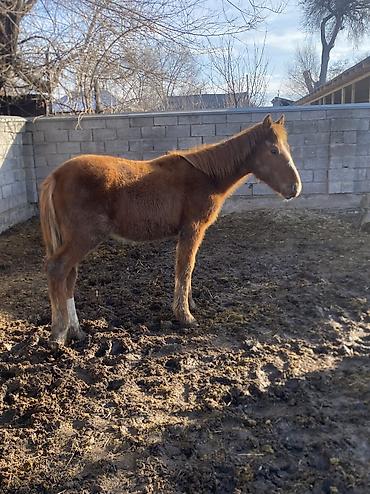 Лошади, кони: Продаю | Жеребенок | Полукровка | Рабочий — 12