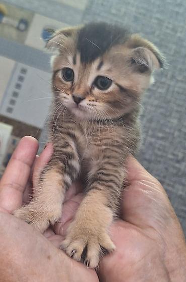 кошка породистые: Шотландский вислоухий котёнок (Scottish Fold) - Окрас: тёплый — 1