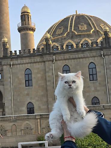 pişik yuva: Şotland uzun tüklü, Erkək, Yaxşı əllərə, Ünvandan götürmə, Pulsuz çatdırılma, Ödənişli çatdırılma — 5
