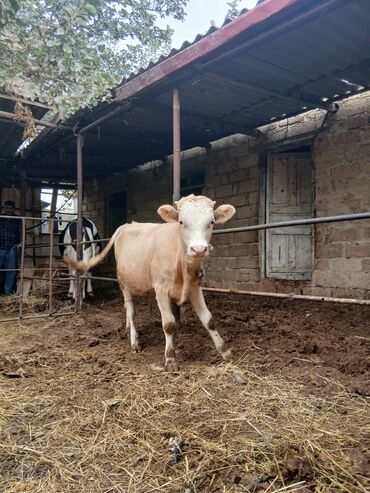 Inəklər, öküzlər: Danalar satılır damazlıq ve etlik unvan Bine qesebezi — 11