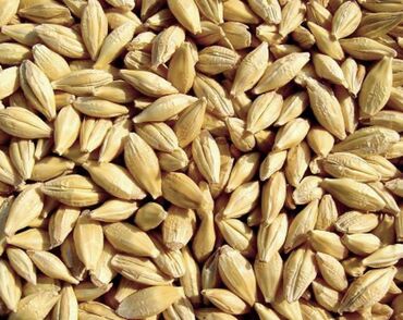 семена павловнии: Продаю семенной ячмень( арпа)