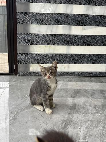balaca pisik satisi: Tabbi — 2