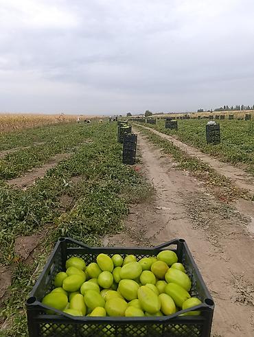 Овощи: Помидоры Сливки, Оптом — 3