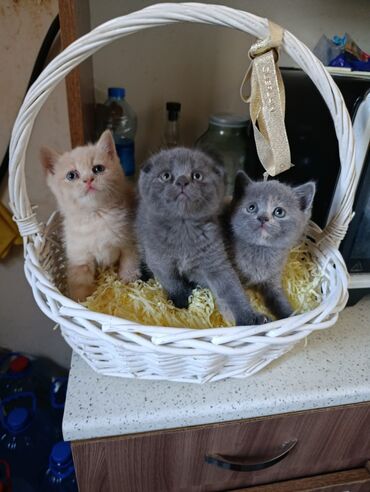 Pişiklər: Şotland uzun tüklü, Ödənişli çatdırılma — 15