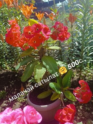 ноокат мебел: Молочайлар