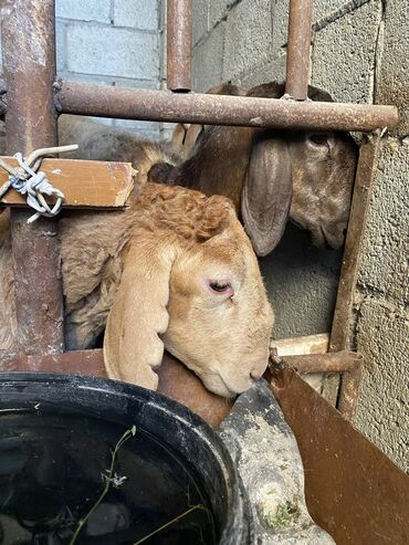 где продать собаку: Сатам | Ургаачы кой (ургаачы), Козу | Арашан | Көбөйтүү үчүн, Жүн үчүн | Ургаачы, Токту