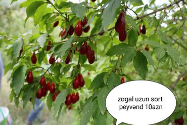 agac tingleri: Zoğal peyvənd calaq sort