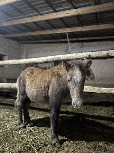 продаю музоо торпок корова самка бык самец айрширская ангус алатауская на забой для разведения на откорм племенные нетель привязанные: Продаю | Жеребенок | Для разведения