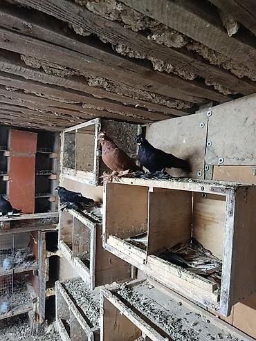 голуб: Продаю голубей две пары вольерные цена за пару 5000 — 2