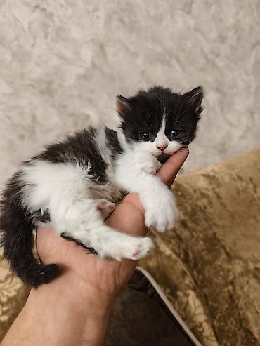 Pişiklər: Britan, Dişi, Erkək, Ünvandan götürmə — 6