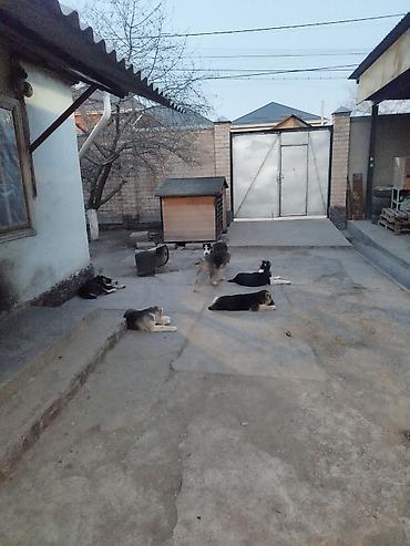 Продажа собак: Алабай, 3 месяца, Самец, С прививкой — 10