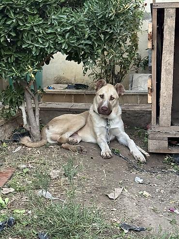 golden retriever satisi: 7 ay, Erkək, Peyvəndli — 2