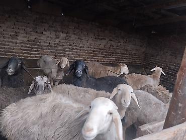 Баран, овца: Продаю | Баран (самец) | Для разведения | Осеменитель — 10