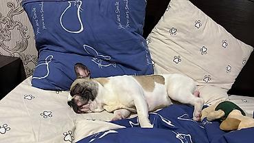 добрый: ИЩЕМ ДОМ ДЛЯ ПРЕКРАСНОГО МАЛЬЧИКА! 🐶❤️ Французский бульдог, кобель, 5 — 6