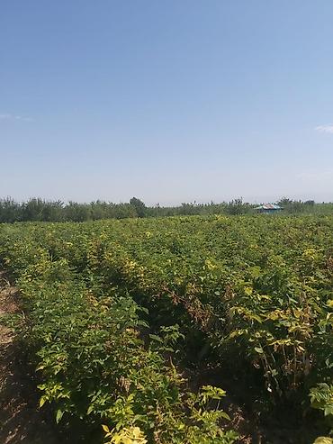 Малина: Продается участок 1 гектар!!! Из которого 60 сотых посажена малина 40 at lalafo.kg — 2 Малина: Продается участок 1 гектар!!! Из которого 60 сотых посажена малина 40 — 2