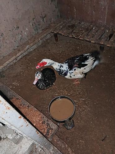 ördək balası və cücə: Muscovy ördəkləri (indi lirak/indoutka kimi tanınır) – 2 baş - Rəng — 1