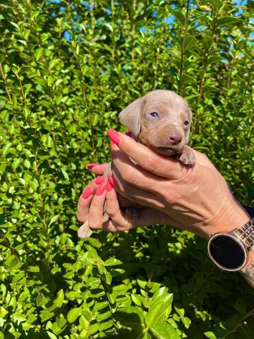 Psi: Odgajivacnica pasa "Happy Puppies" ima u ponudi patuljaste jazavicare — 5